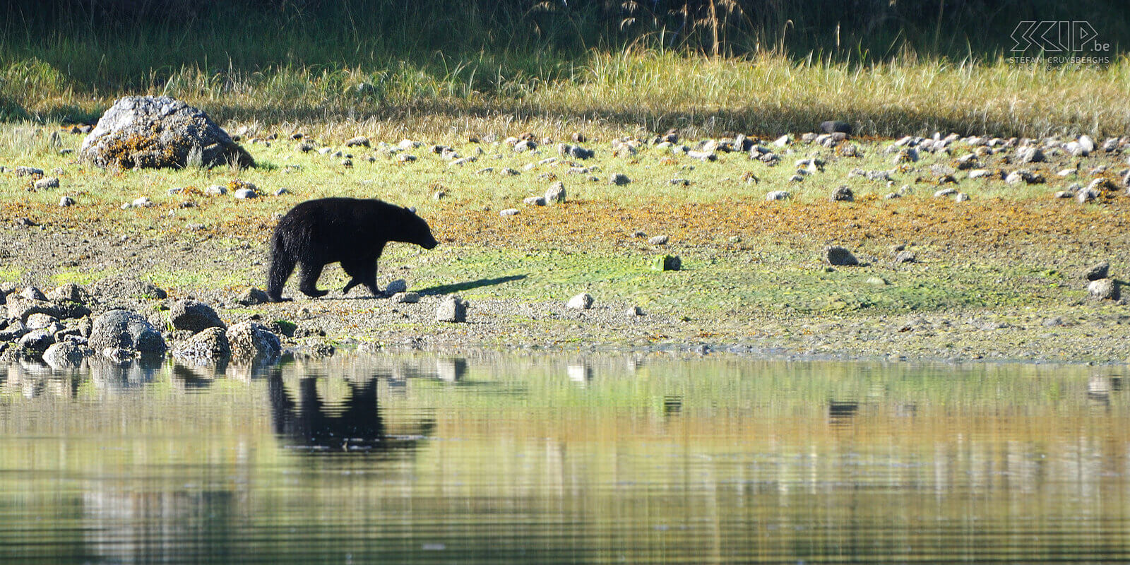 Tofino - Zwarte beer Vanuit Tofino boeken we een boottocht om 's ochtends de rotsstranden van de vele eilanden af te speuren naar zwarte beren (Ursus americanus). De zwarte beren zoeken er bij eb tussen de rotsen naar krabben.  Stefan Cruysberghs